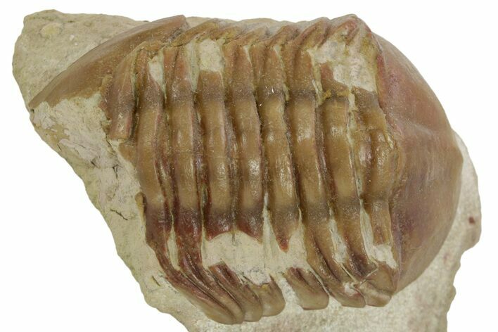 Bargain, Fossil Asaphus Trilobite - Russia #363101